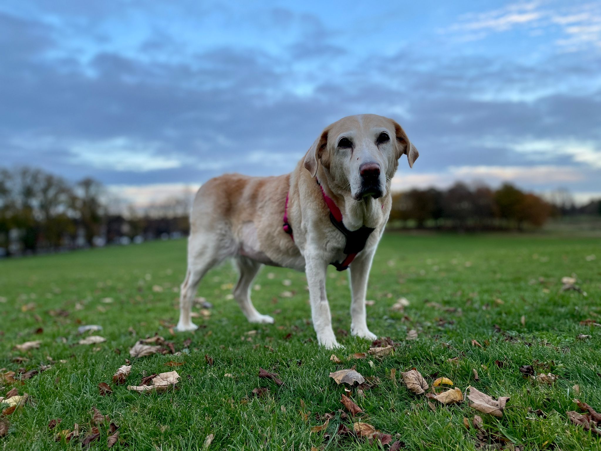 Sara - A Labrador Mix