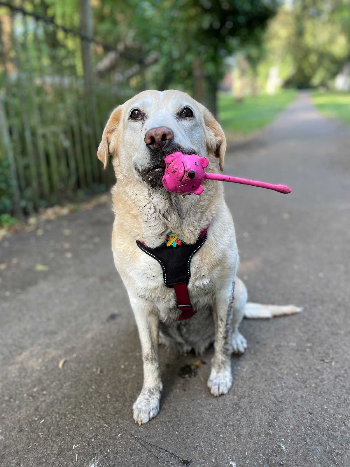 Sara in June 2025, fully recovered